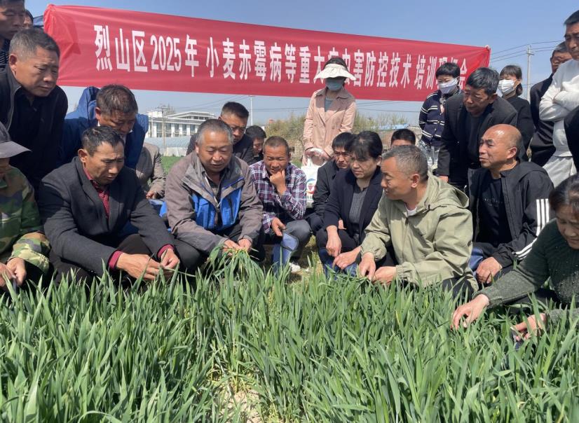 淮北市烈山区抓好小麦赤霉病防控工作 确保夏粮丰产丰收(图1)